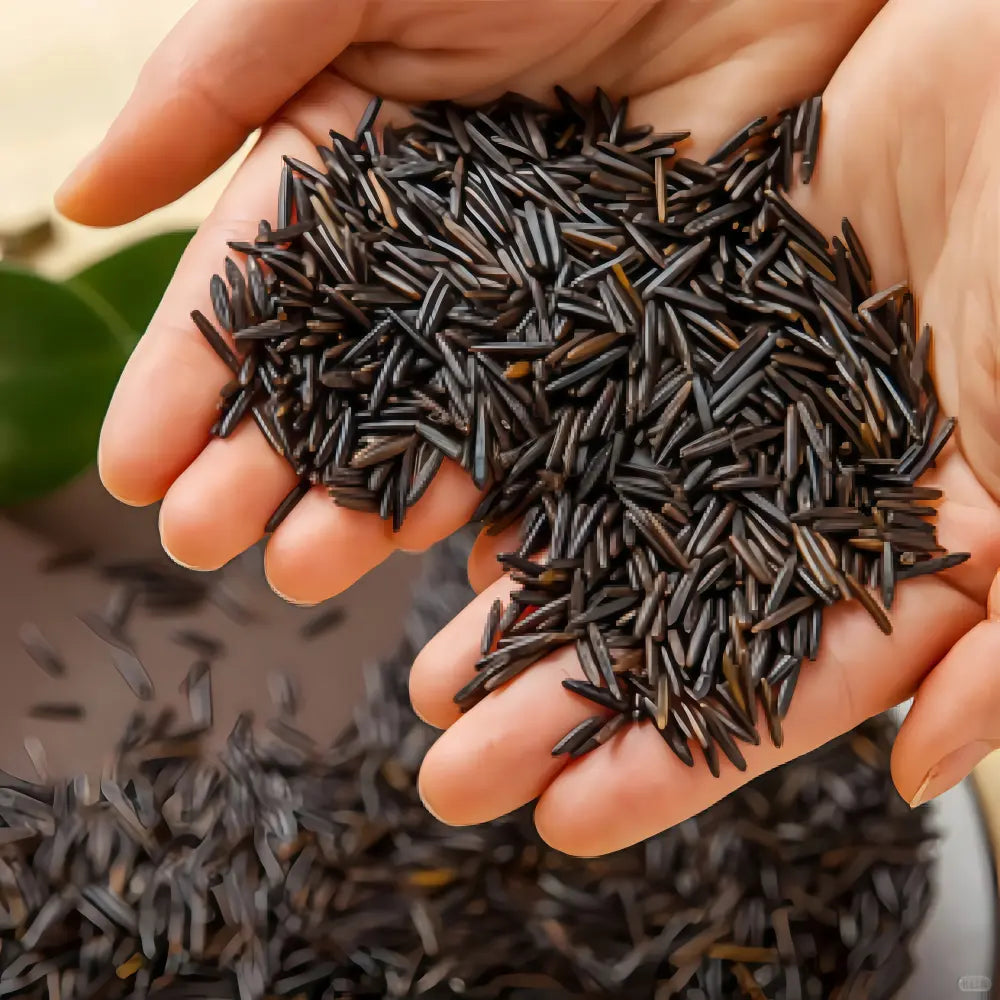 Zizania Seeds