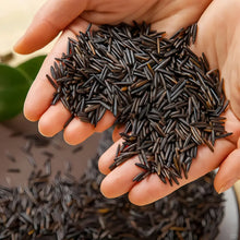 Zizania Seeds