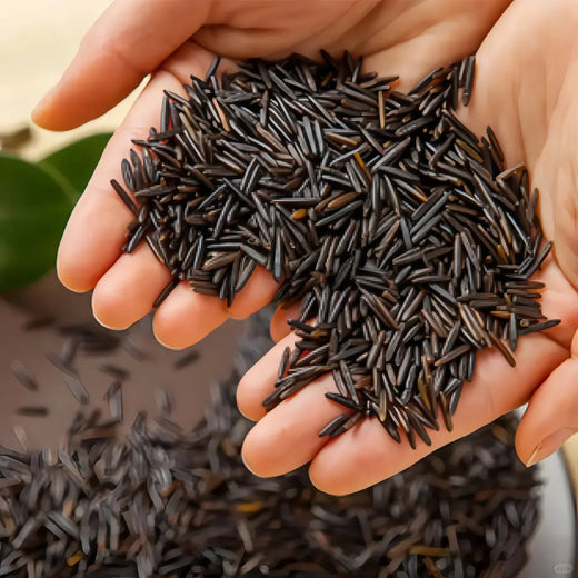 Zizania Seeds