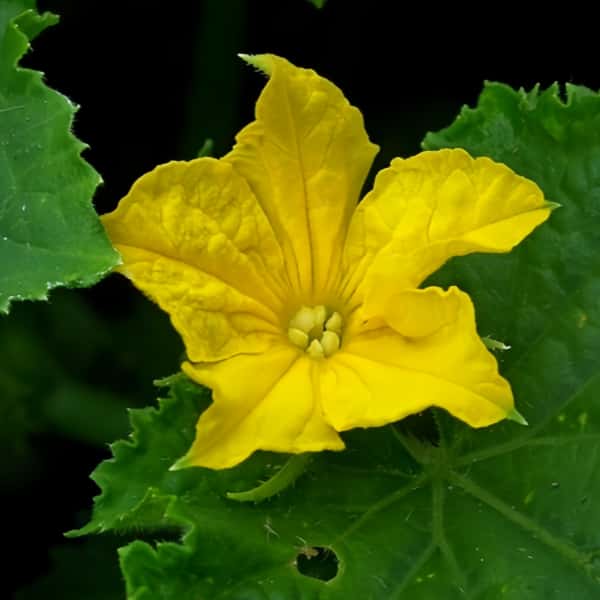 Cucumber Seeds up to 50%