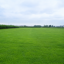Midnight Grass Seed