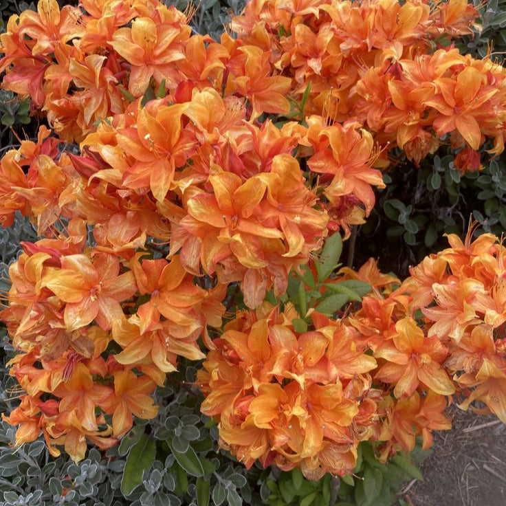 Rhododendron Seeds - Light Orange