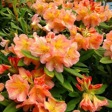 Rhododendron Seeds - Light Orange