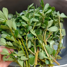 Purslane Seeds