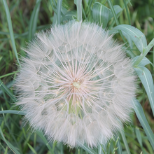 Takhtajaniantha Seeds