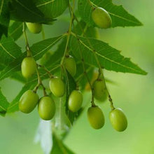 Neem Tree Seeds