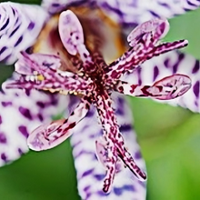 Toad Lily Seeds