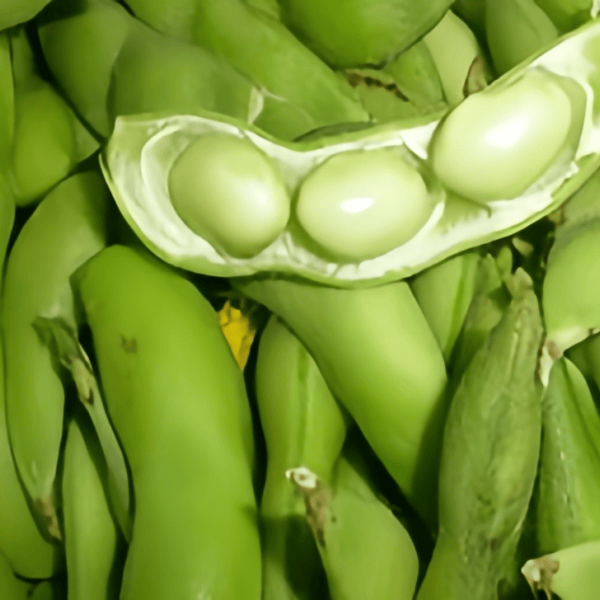 Edamame Seeds  up to 50%