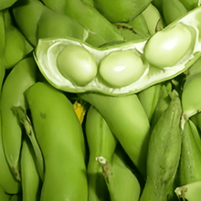 Edamame Seeds