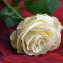 White Rose Seeds