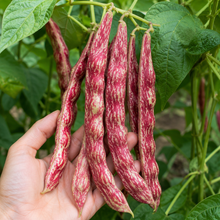 Thai Bean Seeds
