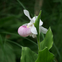 Ladys Slipper Seeds