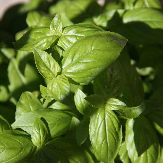 Sweet Basil Seeds