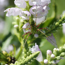 Physostegia Virginiana Seeds