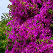 Bougainvillea Seeds