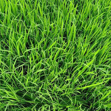 Kikuyu Grass Seeds