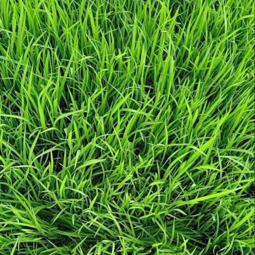 Kikuyu Grass Seeds