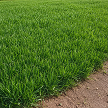 Red Panther Grass Seed