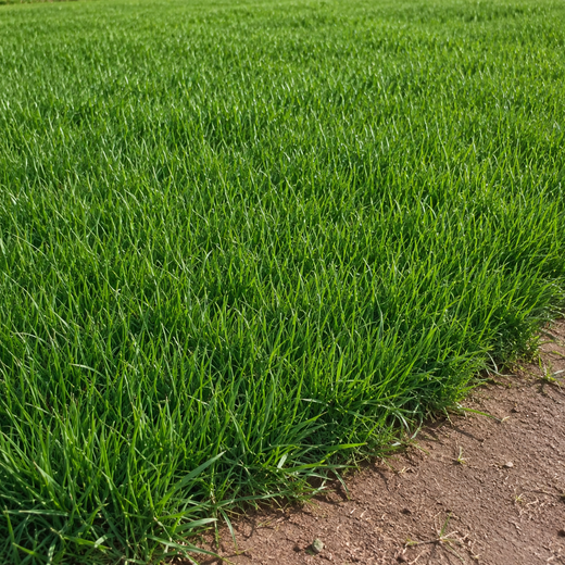 Red Panther Grass Seed