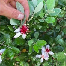 Dwarf Pineapple Guava Seeds