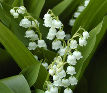 Lily of the Valley Seeds