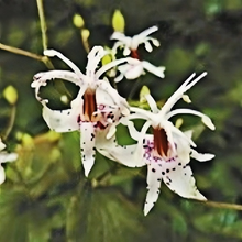 Toad Lily Seeds