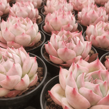 Succulent Seeds