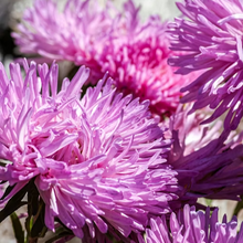 Aster Seeds