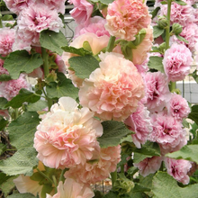 Hollyhock Apricot Seeds
