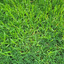 Kikuyu Grass Seeds