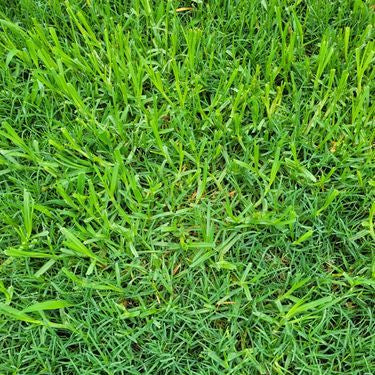 Kikuyu Grass Seeds