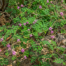Indigofera Amblyantha Seeds