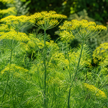 Yellow Fennel Seeds