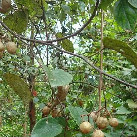 Tung Oil Tree Seeds
