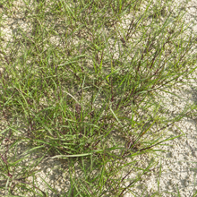 Penn A-4 Grass Seed