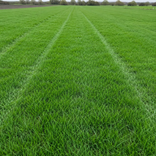 Athena Grass Seed