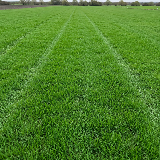 Athena Grass Seed