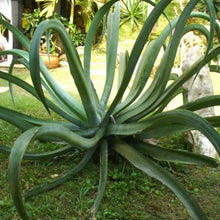 Octopus Agave Seeds