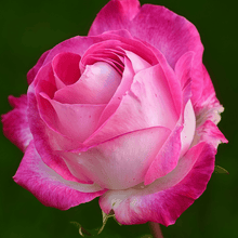 Pink Rose Seeds for Garden Planting