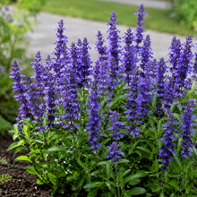 Blue Sage Seeds