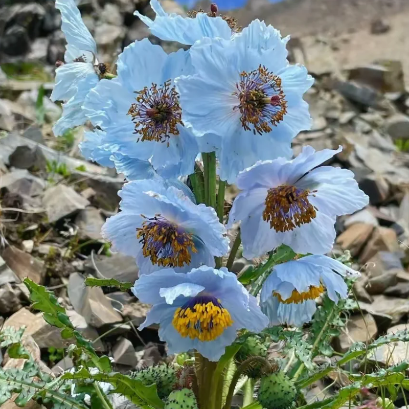 Himalayan blue poppy seeds up to 50%