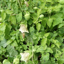 Codonopsis Seeds