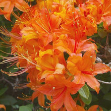Rhododendron Seeds - Light Orange