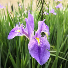 Japanese Iris Flower Seeds