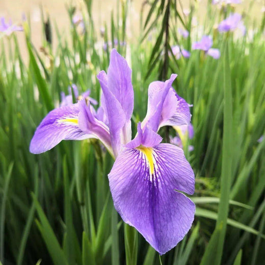 Japanese Iris Flower Seeds