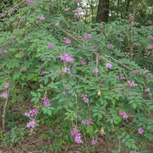 Indigofera Amblyantha Seeds