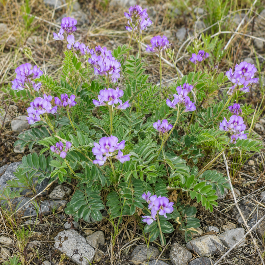Gueldenstaedtia Seeds