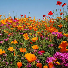 Wildflower Seeds