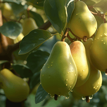 Pear Seeds