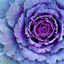 Ornamental Kale Seeds